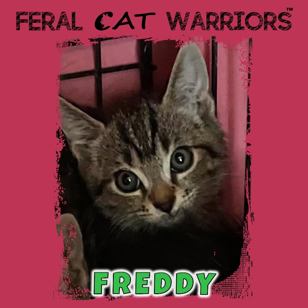 Freddy