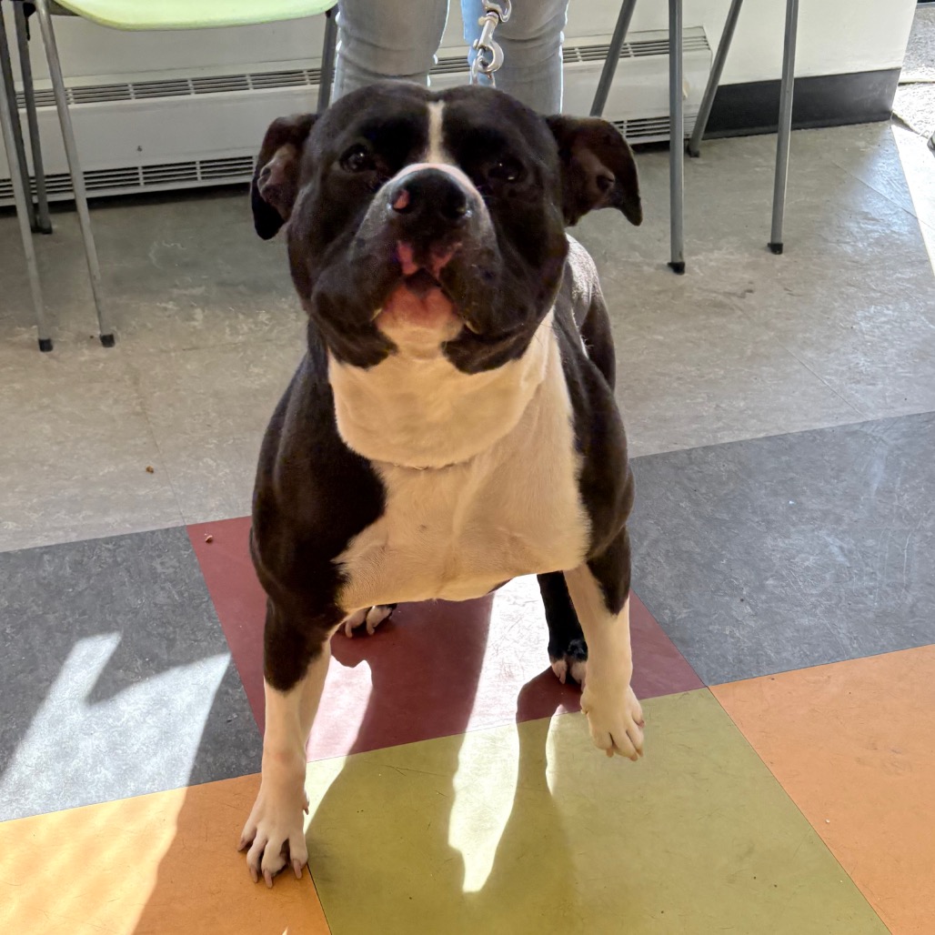 Simba — thumbnail 4