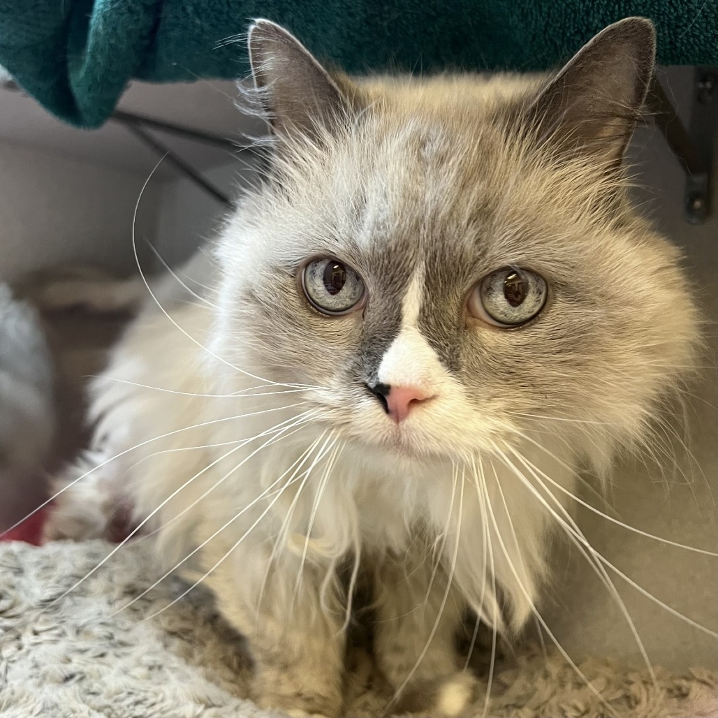 Photo of Cloudy 4