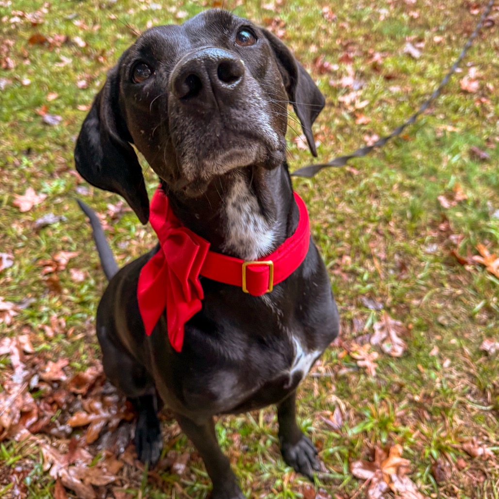 Phoebe 09-1747, photo 20