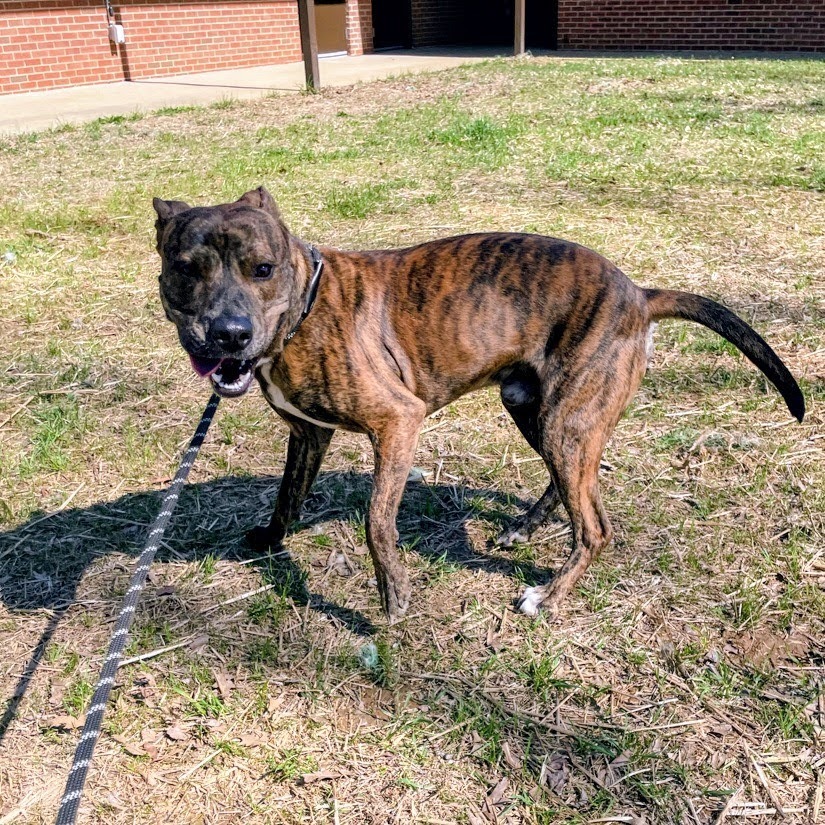 Mud Pie — thumbnail 5