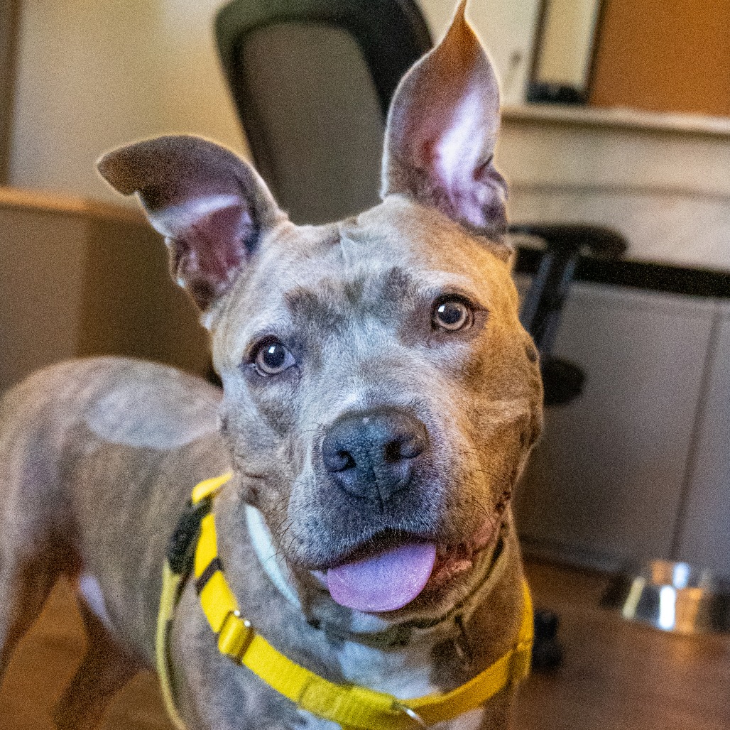 BULE - Terrier / American Pit Bull available for adoption