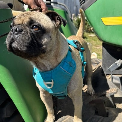 Mack (aka Max), photo 4