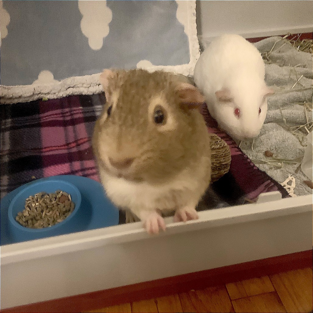 Snowflake & Nugget, photo 5