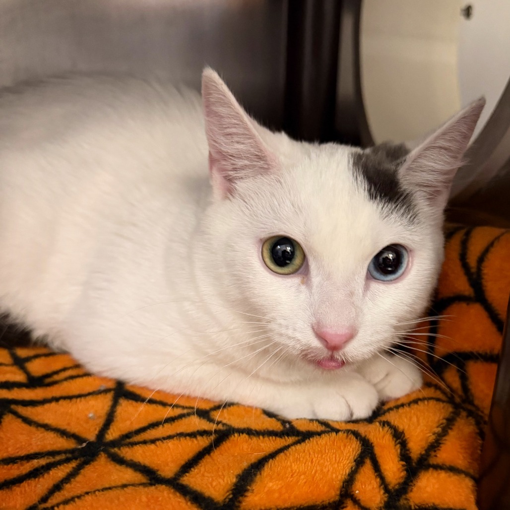 MIKO - Domestic Shorthair available for adoption