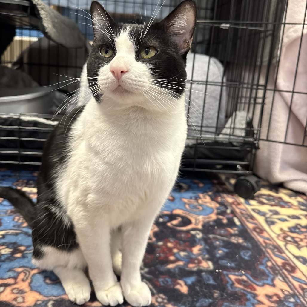 PAUL BLART - Domestic Shorthair available for adoption