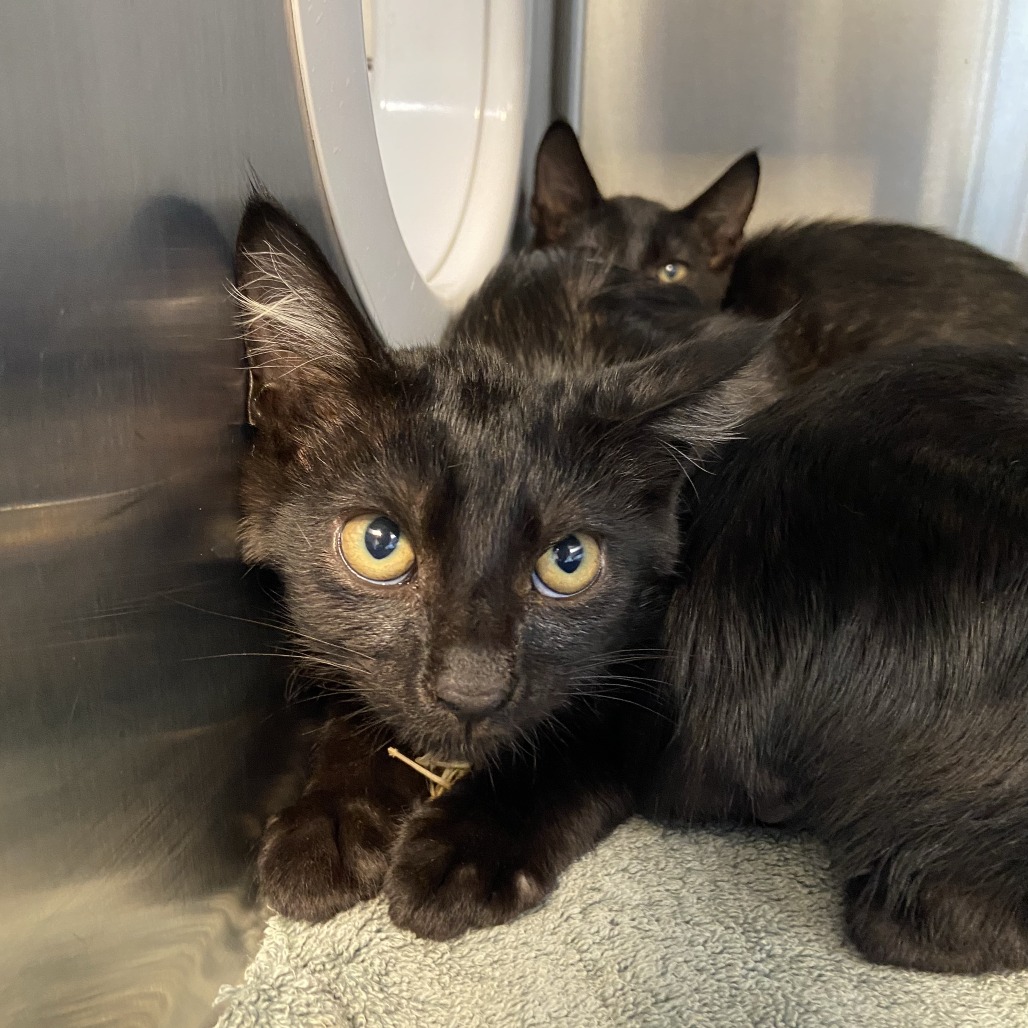 BURBERT - Domestic Shorthair available for adoption