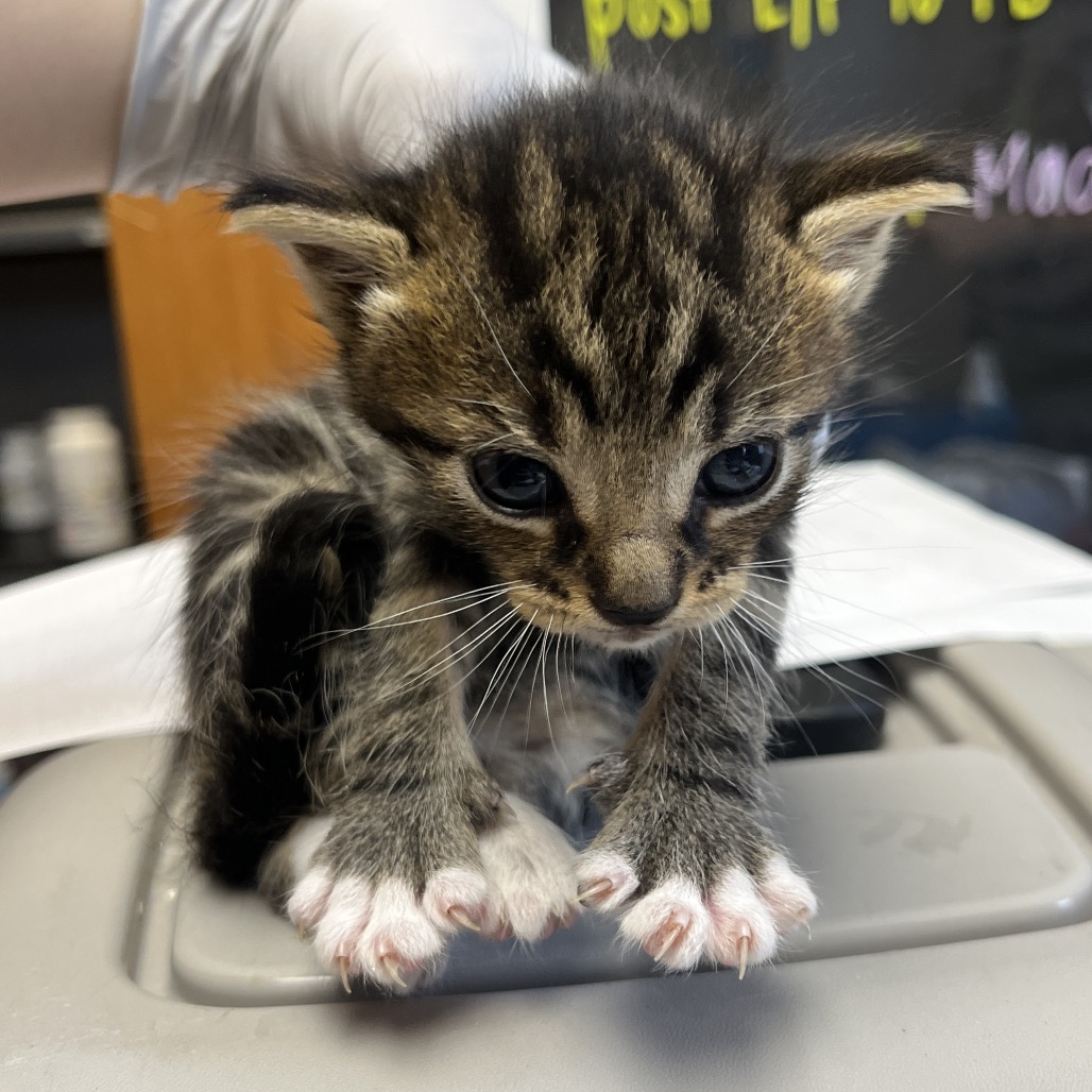 Tusc Stray 80162 2 3