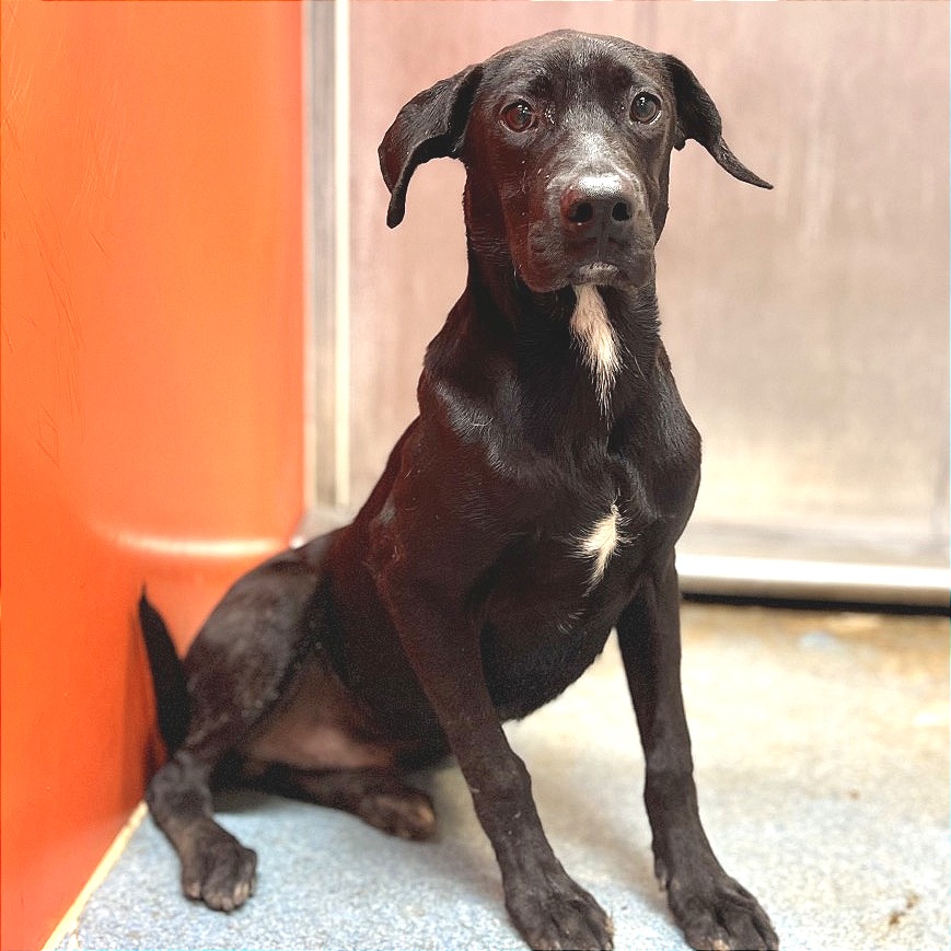 CAMDEN - Retriever / Black Labrador available for adoption