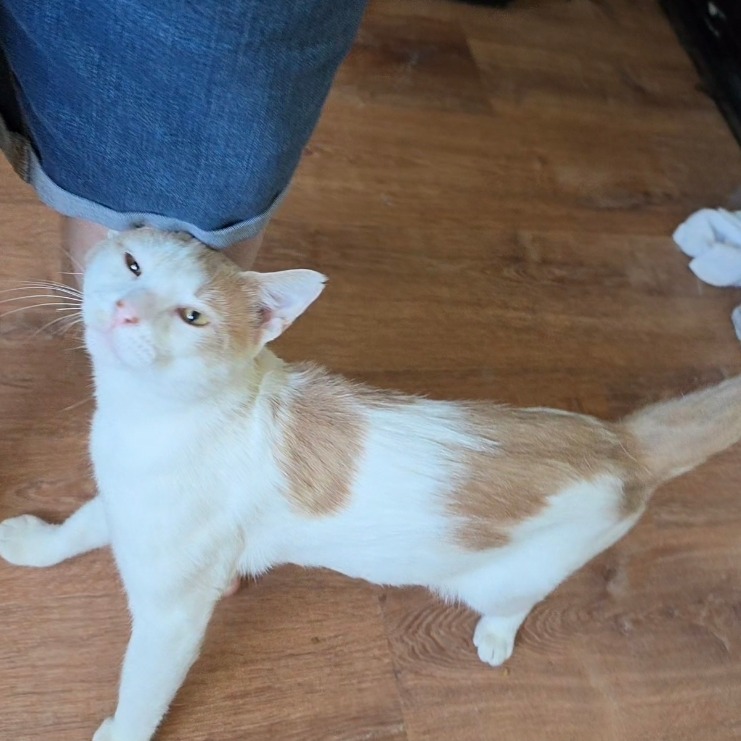 COLOSSUS - Domestic Shorthair available for adoption