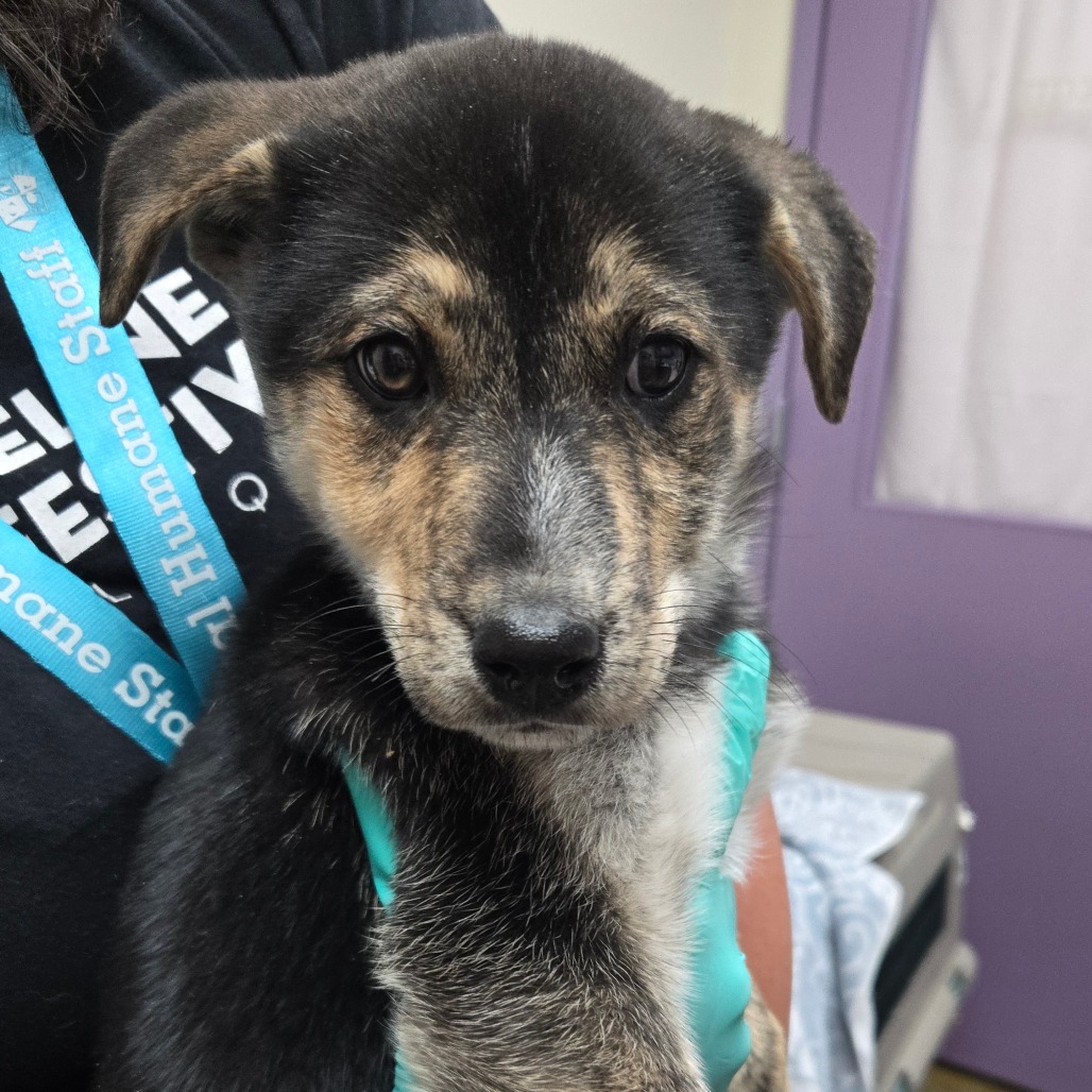 Hot Fries — thumbnail 2