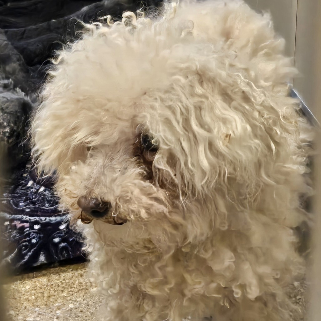 STAR (AKA LADY PIPPI TEACUP) - Poodle / Miniature available for adoption