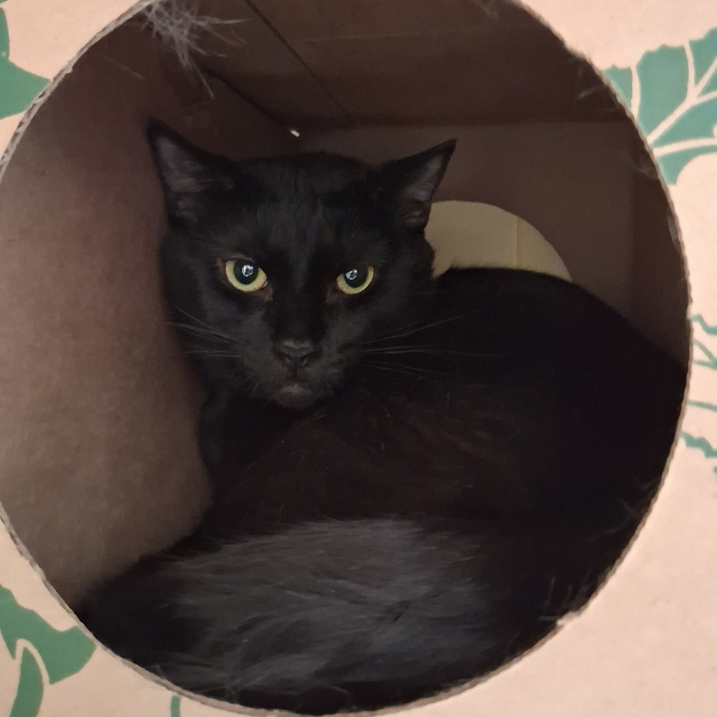 KRILL - Domestic Shorthair available for adoption