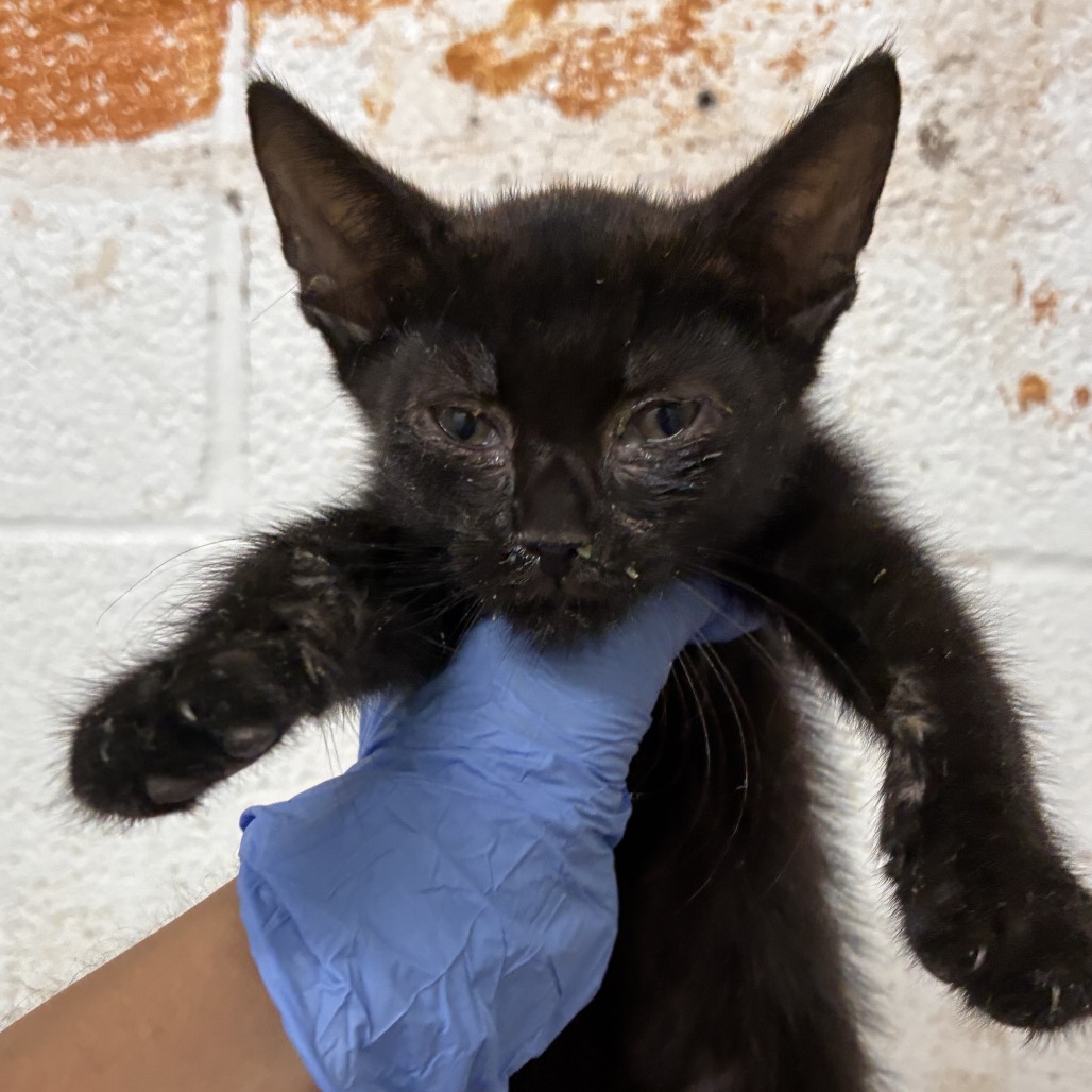 JONAS - Domestic Shorthair / Domestic Shorthair available for adoption