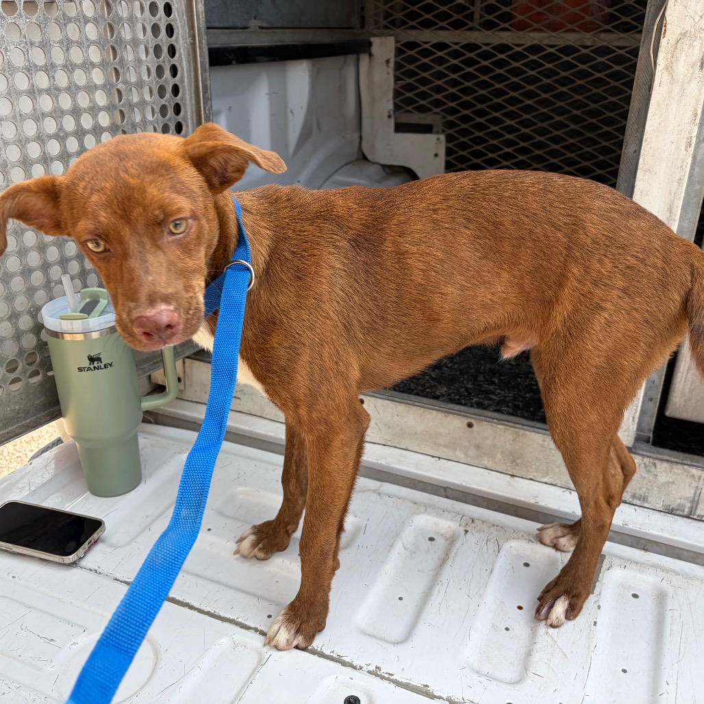 GECKO - Shepherd / Mixed Breed (Medium) available for adoption
