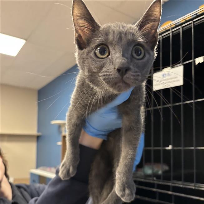 BARNABY - Domestic Shorthair available for adoption