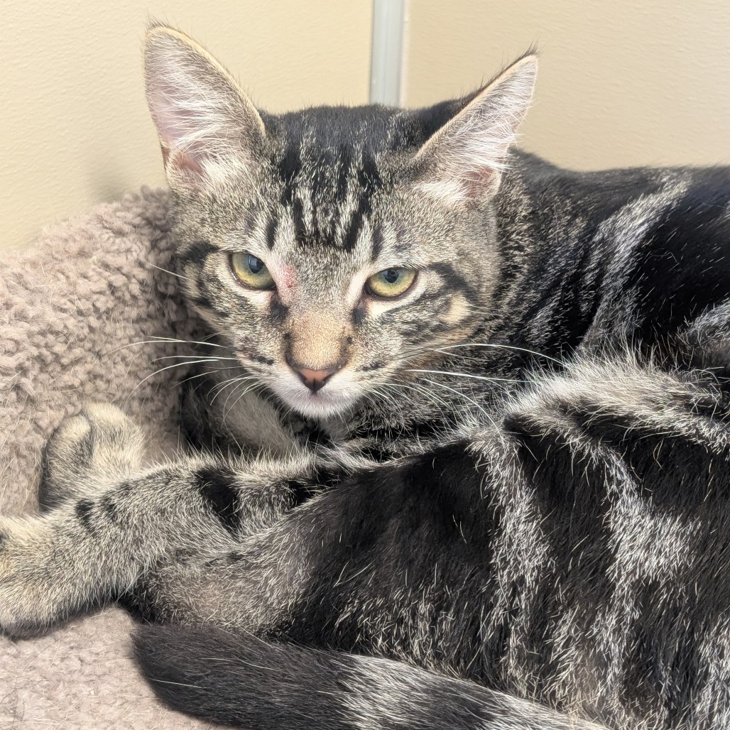 BOCH - Domestic Shorthair available for adoption