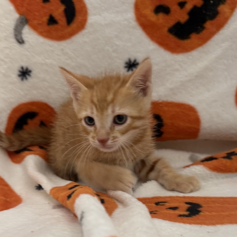 Jack-o-Lantern, photo 2
