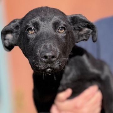 Kennel#8b Mickey's preview photo