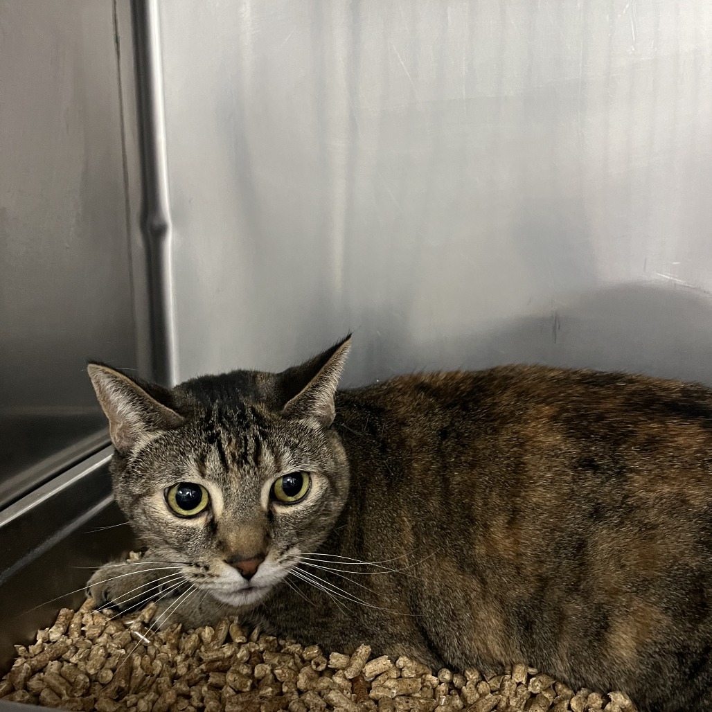 Adrian — thumbnail 2