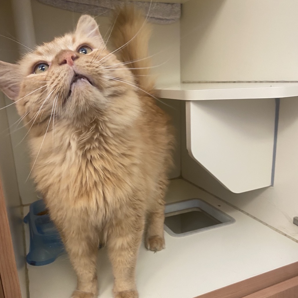 DAVE - Domestic Longhair available for adoption