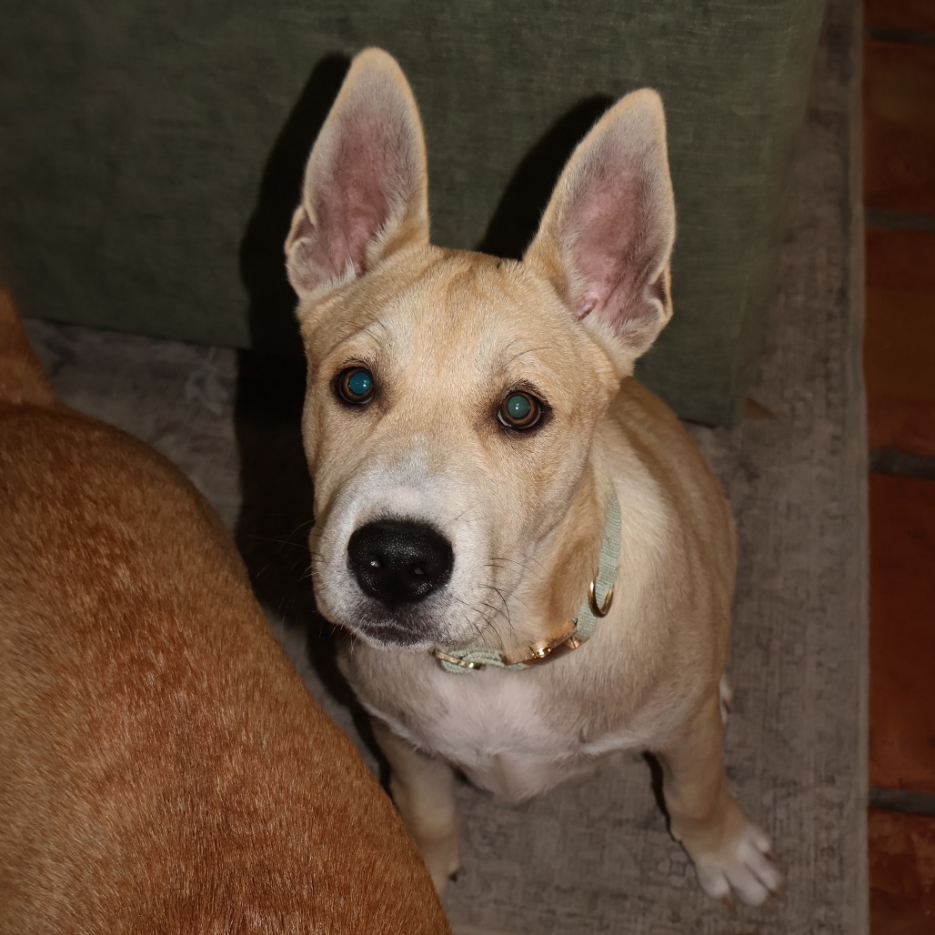 Gus photo 2