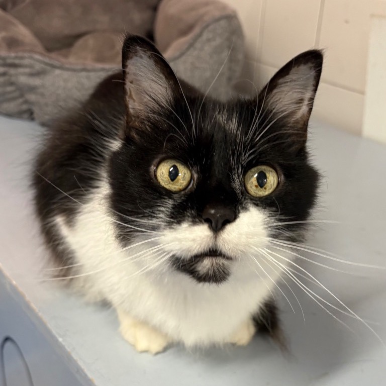 Close-up photo of Parsley