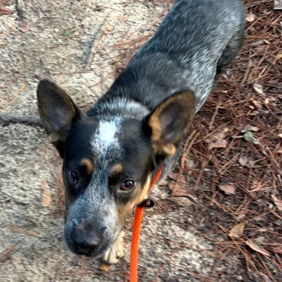ALEX - American Blue Heeler available for adoption