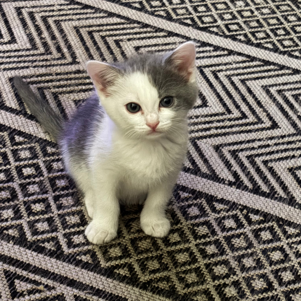 Tupy, photo 7