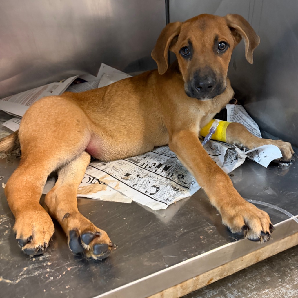 WYBIE - Shepherd available for adoption