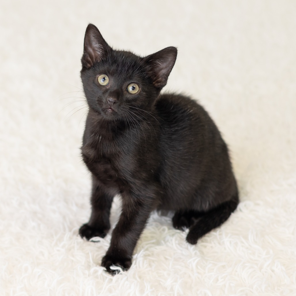 Young Zippy, photo 4