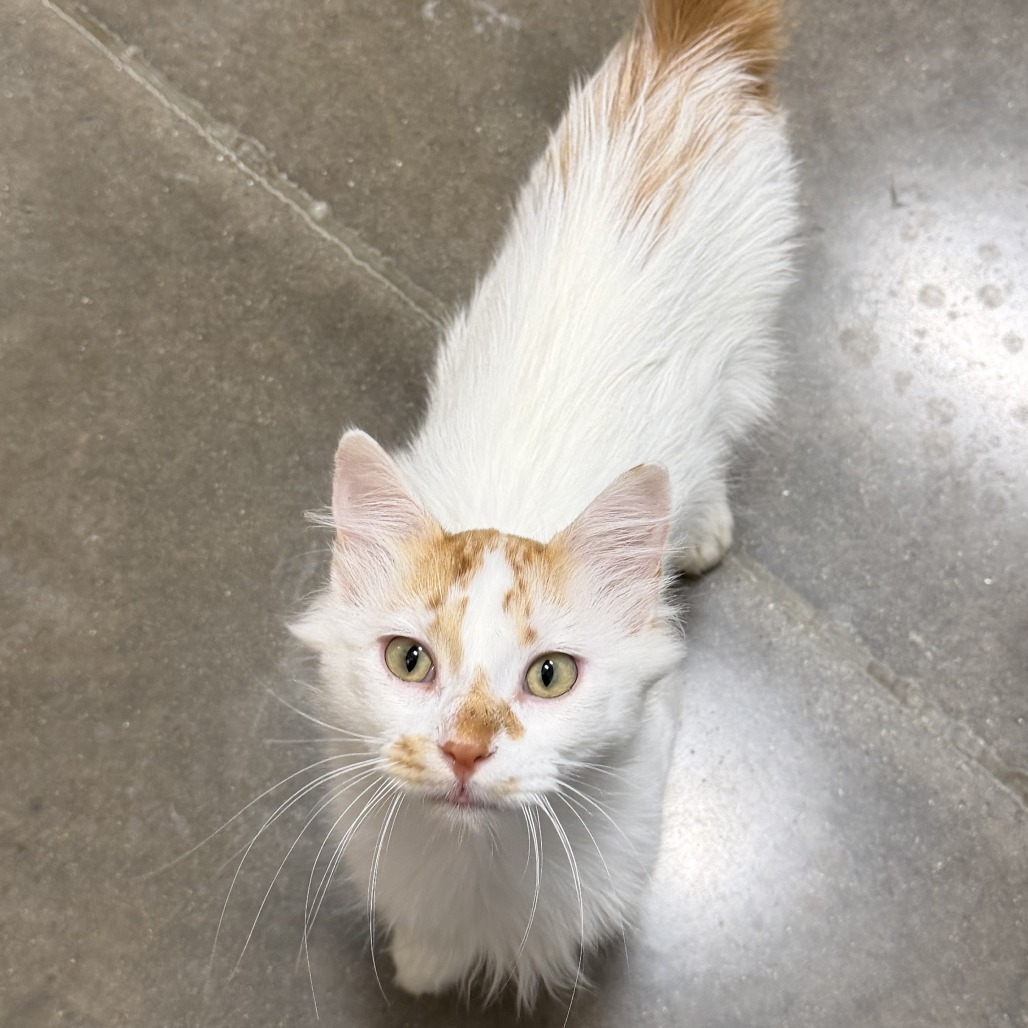 Percy, available for adoption