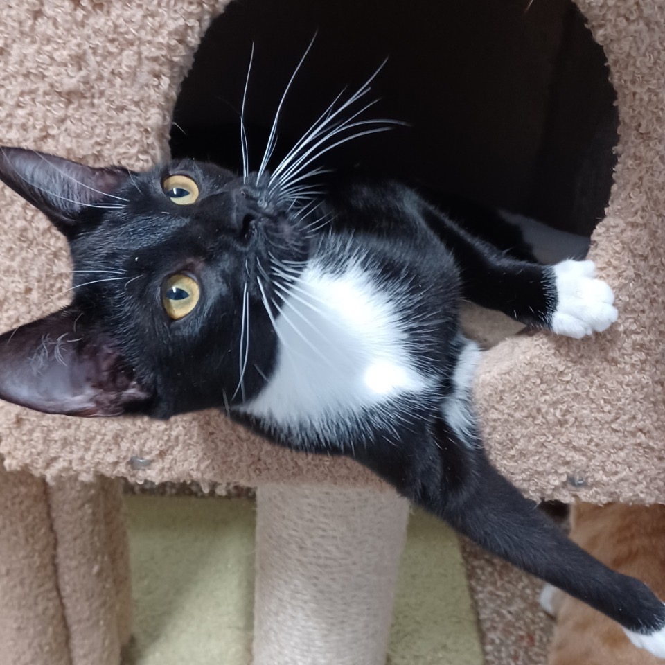 Full body shot of Swaddles