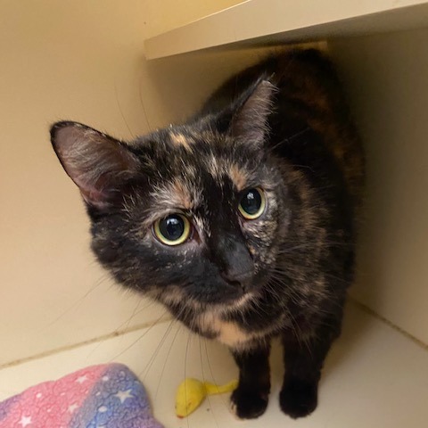 WHITNEY - Domestic Shorthair available for adoption