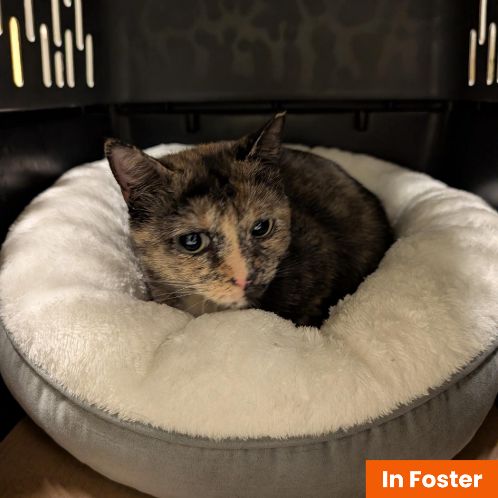 GOCHUJANG - Domestic Shorthair available for adoption