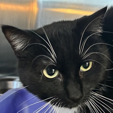 BURBERRY - Domestic Shorthair available for adoption