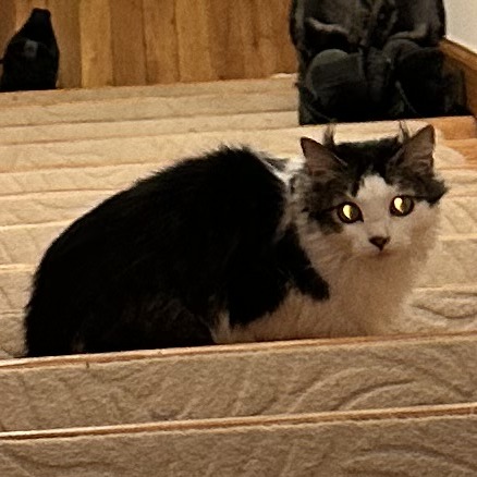 Blossom- $0 Adoption Fee!