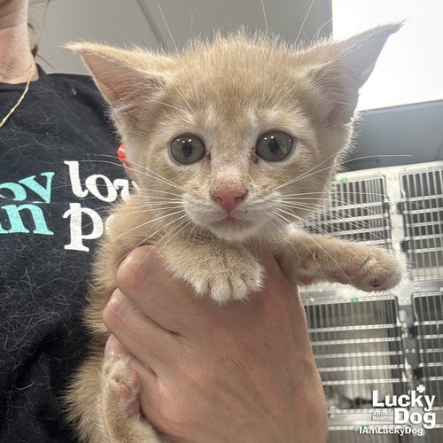 MY FLUTTERSHY - Domestic Shorthair available for adoption