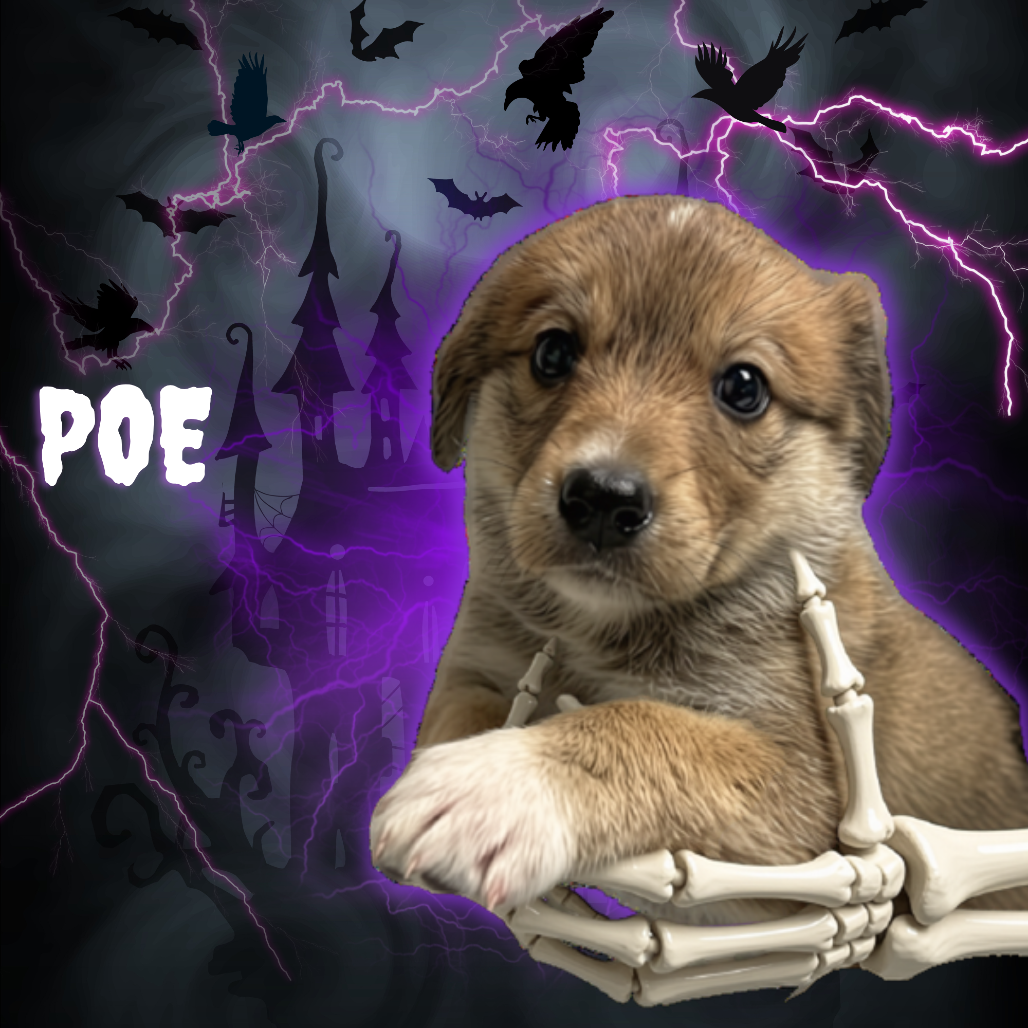 Poe