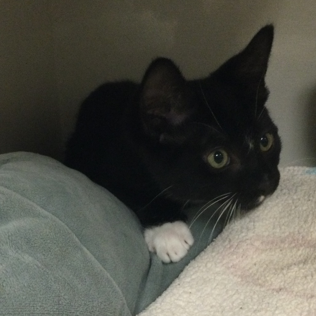 Baloo - Domestic Shorthair