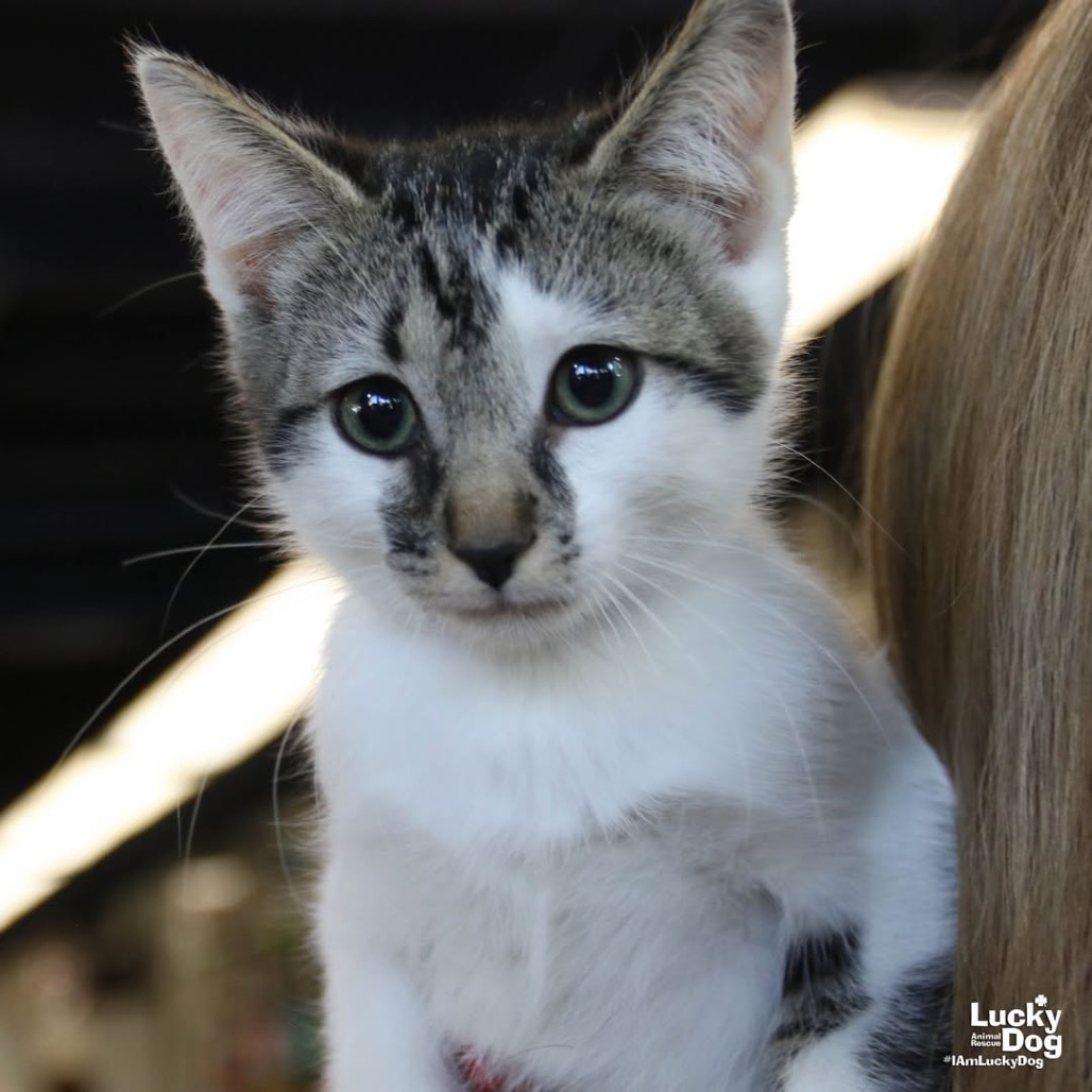 BOGEY - Domestic Shorthair available for adoption