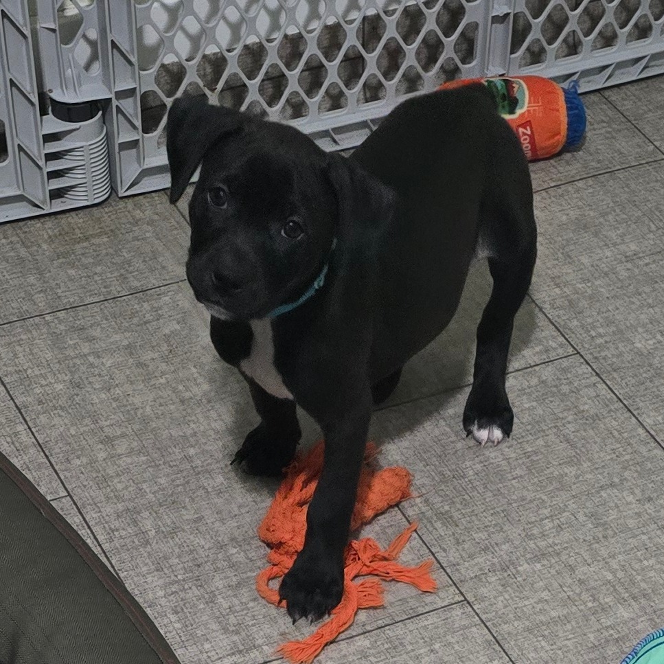 Black Retriever, Black Labrador/Mixed Breed (Medium) Dog