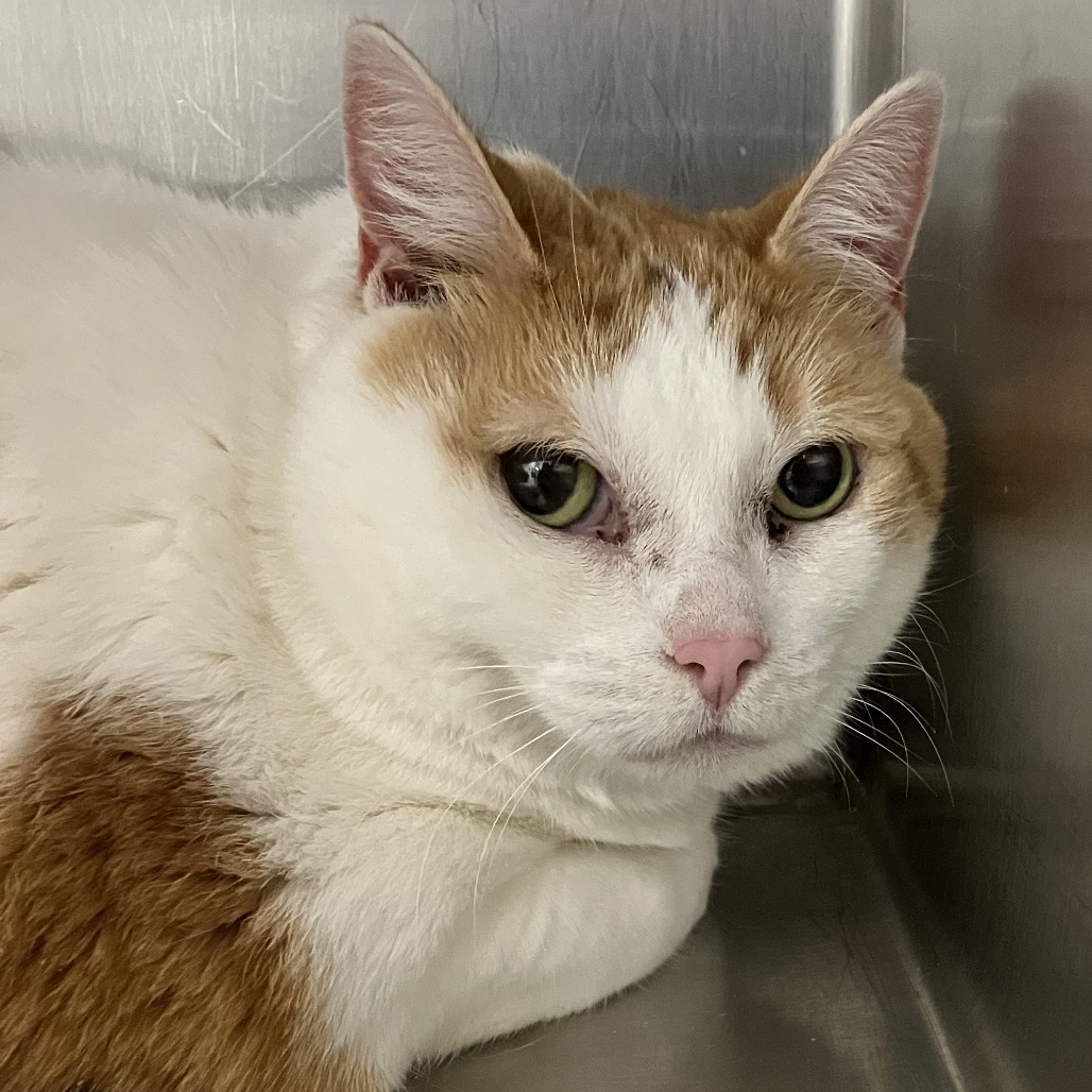 Susie-Foster — thumbnail 2