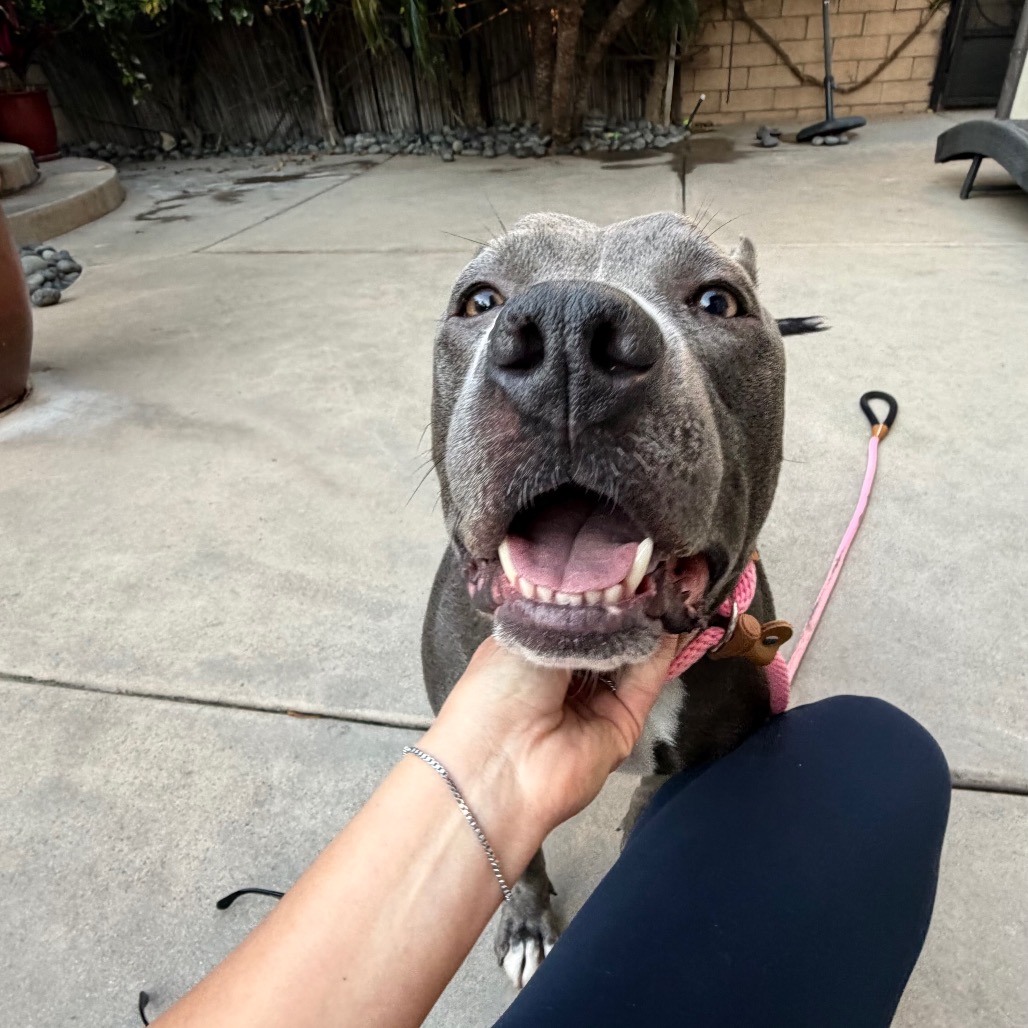 Cobalt aka Kobe, photo 8