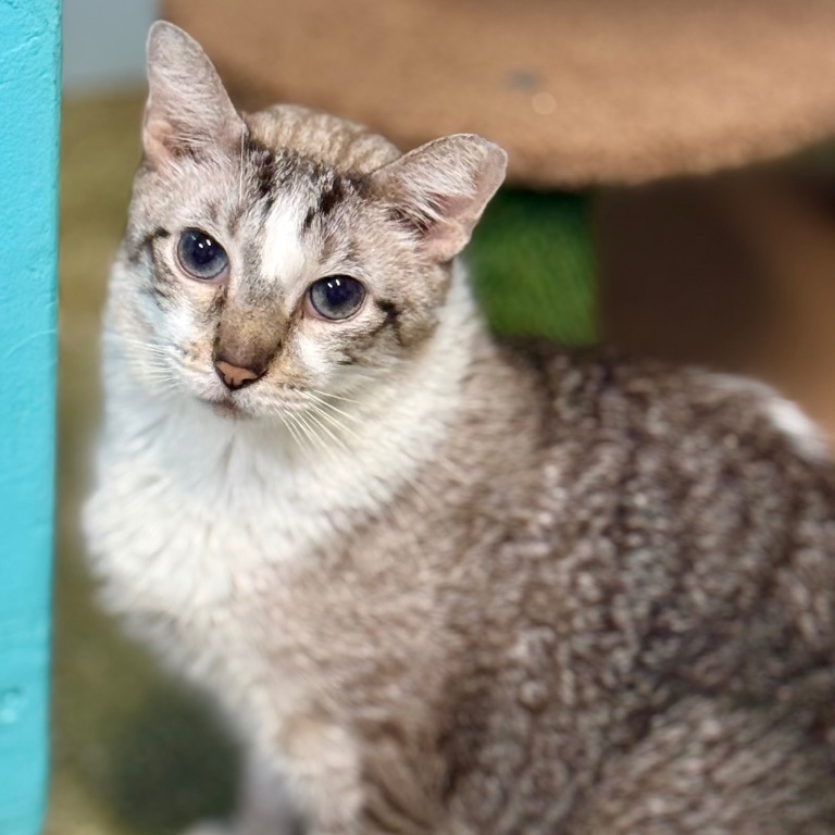 Another portrait of Peanut