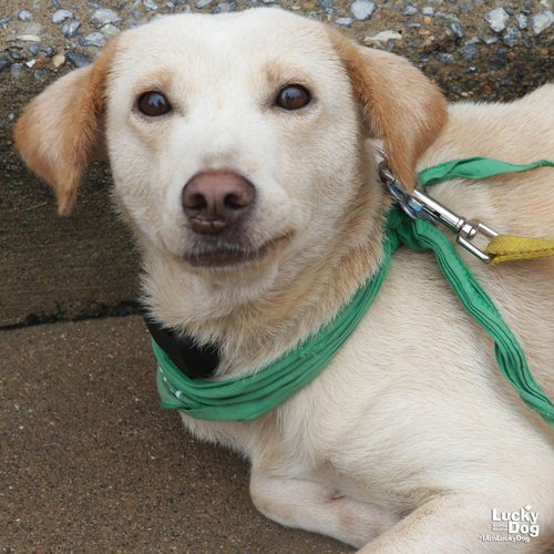 SPUNKY - Retriever, Labrador / Mix available for adoption