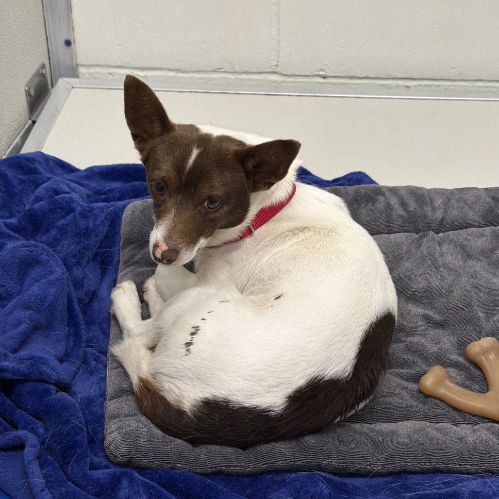Jack Russell