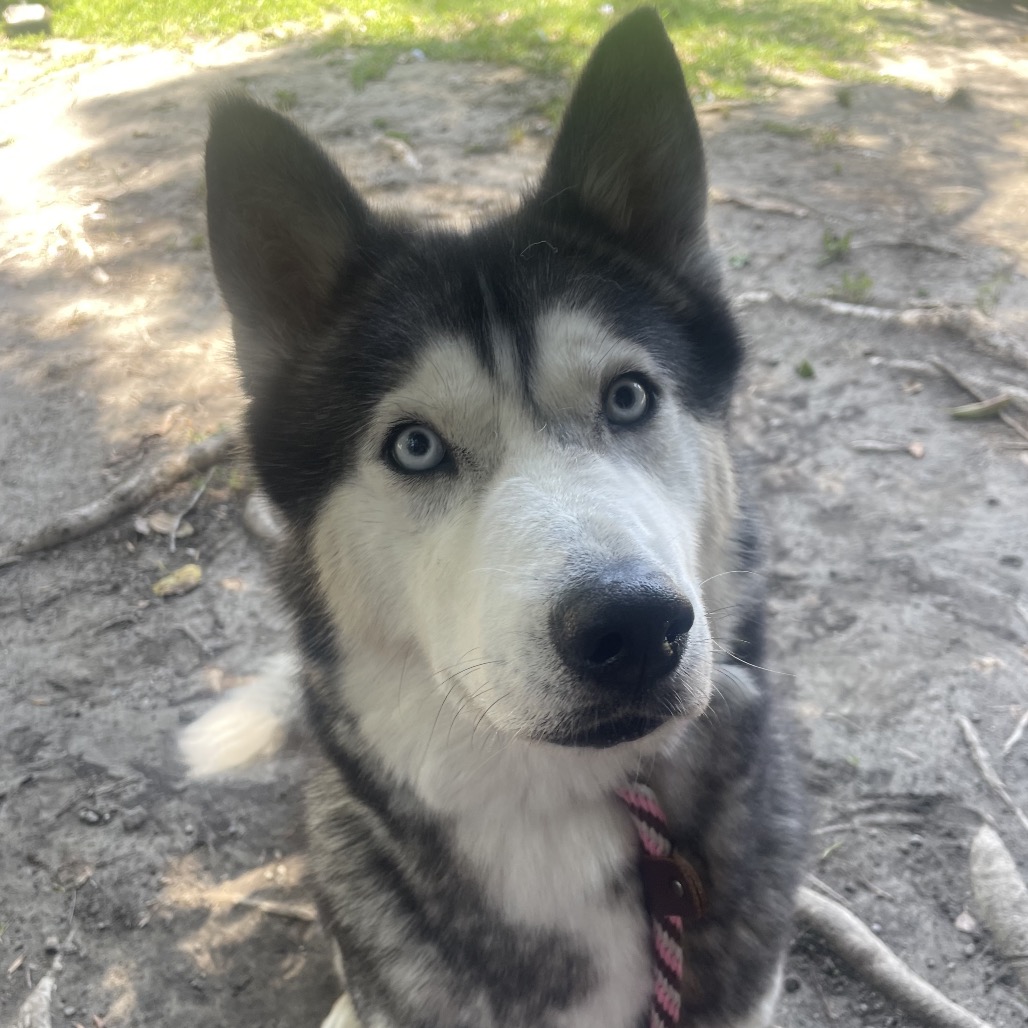 Bella the