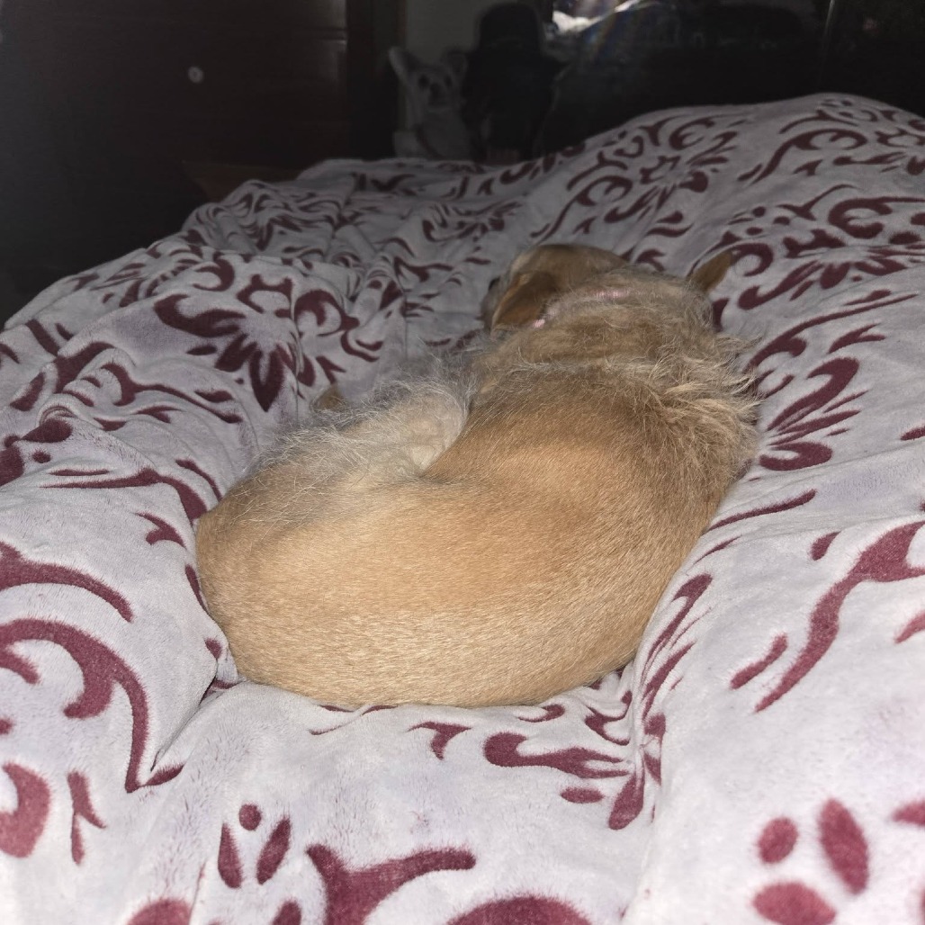Pippa, photo 9