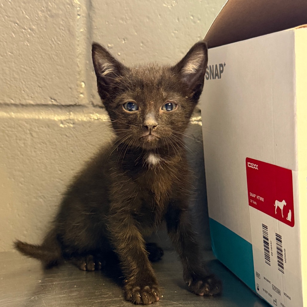 Tusc Stray 84514